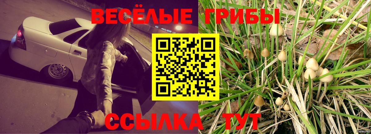 Ковров  купить закладку  Псилоцибиновые грибы прущие грибы  Вход с VPN  Галлюциногенные грибы Psilocybe 